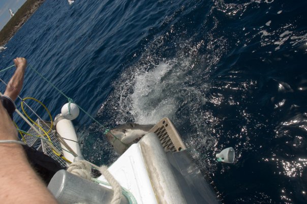 great white eating marlin board